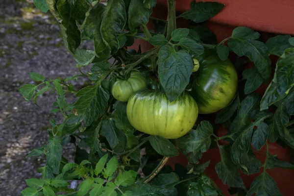 Grüne Tomaten reifen auf den Zweigen eines Tomatenstrauches — Stockfoto