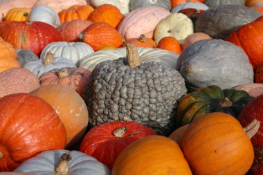 Sonbaharda tarım pazarında taze sağlıklı biyolojik balkabakları
