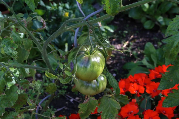 Grüne Tomaten reifen auf den Zweigen eines Tomatenstrauches — Stockfoto