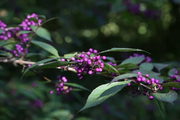 Bodiniers beautyberry Callicarpa bodinieri s lilkem, purpurovými bobule — Stock fotografie