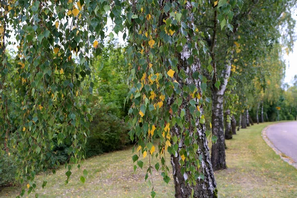 Sonbahar manzarası - Sonbahar zamanı Birch sokağı — Stok fotoğraf