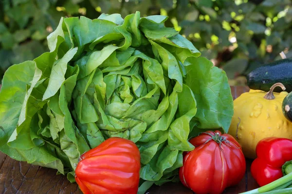 Légumes frais - salade verte et tomates rouges — Photo