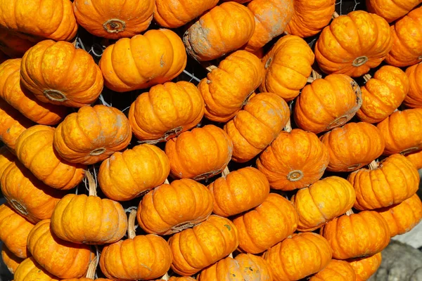 Zucche biologiche fresche e sane sul mercato agricolo agricolo in autunno — Foto Stock