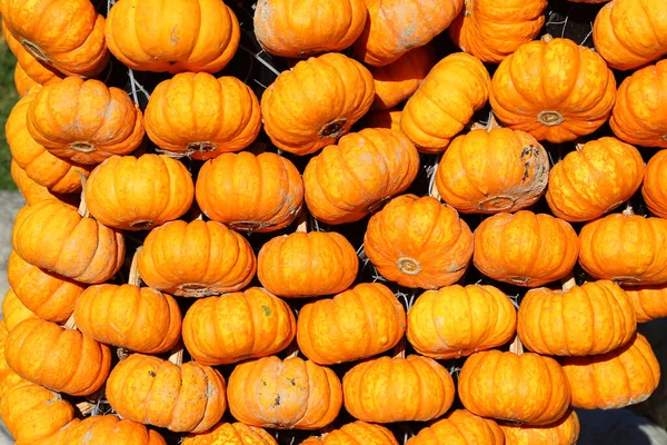 Frische gesunde Bio-Kürbisse auf Bauernmarkt im Herbst — Stockfoto