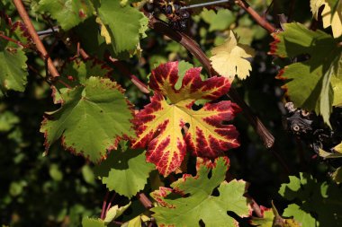 Üzüm bağındaki parlak sonbahar yaprakları