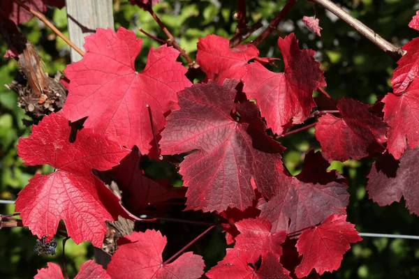 Helle Herbstblätter im Weinberg — Stockfoto