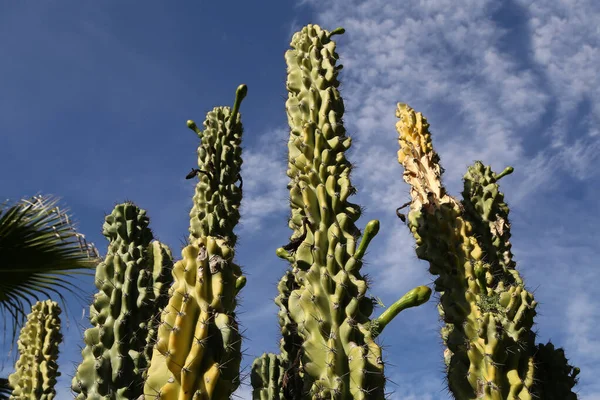 Mavi gökyüzünün arka planında büyük bir kaktüs