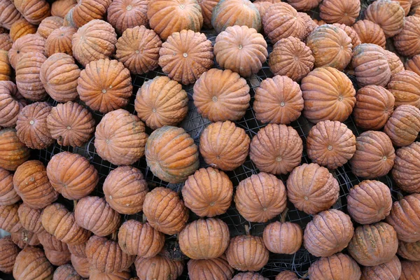 Fresh healthy bio pumpkins on farmer agricultural market at autumn — Stock Photo, Image