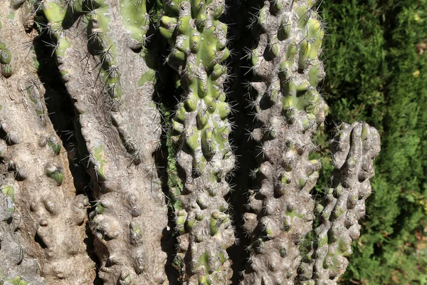 Yeşil kaktüs bitkisi tam alev arkaplanda