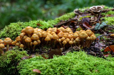 Görüntü, ormandaki bazı kuehneromyce 'leri gösteriyor.
