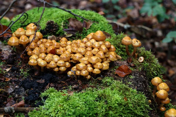 A imagem mostra alguns kuehneromyces em uma madeira — Fotografia de Stock