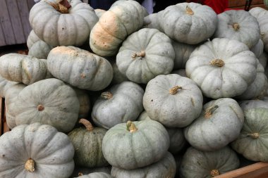 Sonbaharda tarım pazarında taze sağlıklı biyolojik balkabakları