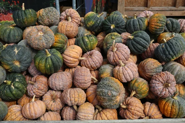 Fresh healthy bio pumpkins on farmer agricultural market at autumn Royalty Free Stock Images