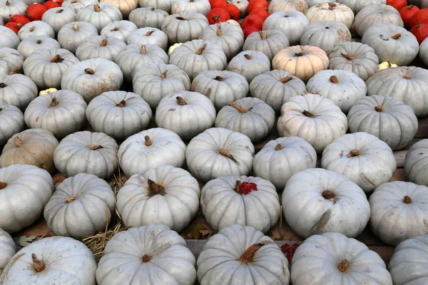 Frische gesunde Bio-Kürbisse auf Bauernmarkt im Herbst — Stockfoto