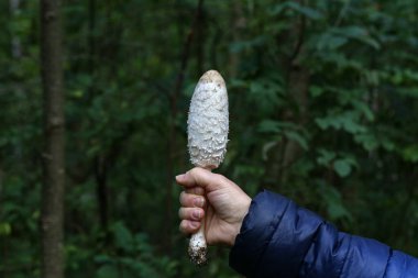 Mantar tüylü mürekkep başlığı, Coprinus koması.