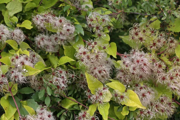 Saatköpfe mit seidigen Anhängseln von Wild Climatis Stockbild