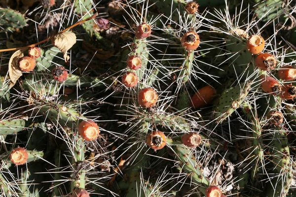 Detailní pohled na zelený kaktus jako pozadí — Stock fotografie