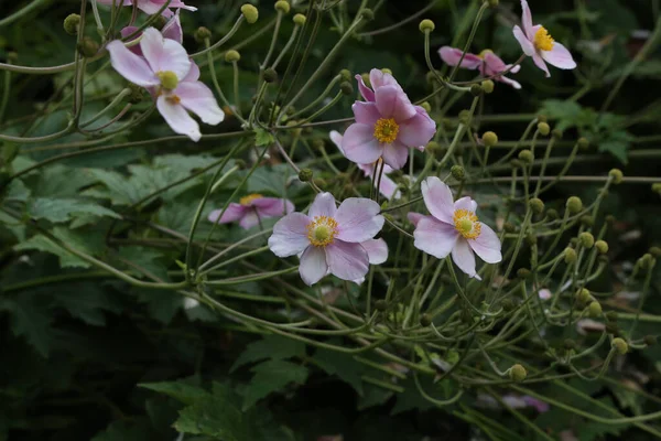 Krásná Anemone Hupehensis Japonica květiny také známé jako Rosenschale — Stock fotografie