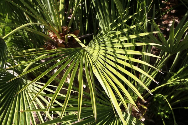 Foglie di palma tropicale verde in giardino — Foto Stock