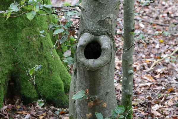 Creux dans le tronc d'un arbre dans la forêt — Photo