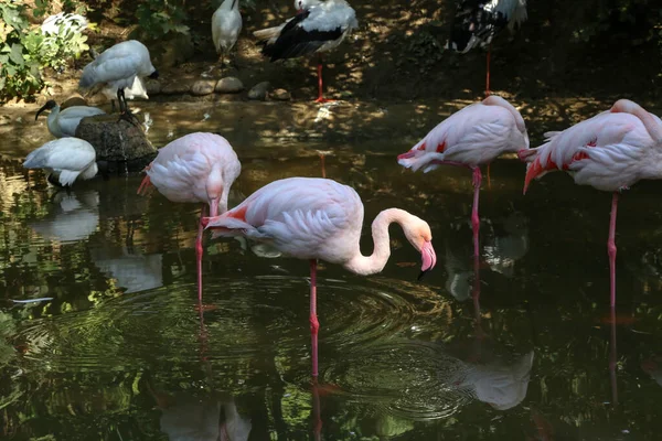 反射水でピンクのフラミンゴ立ち — ストック写真