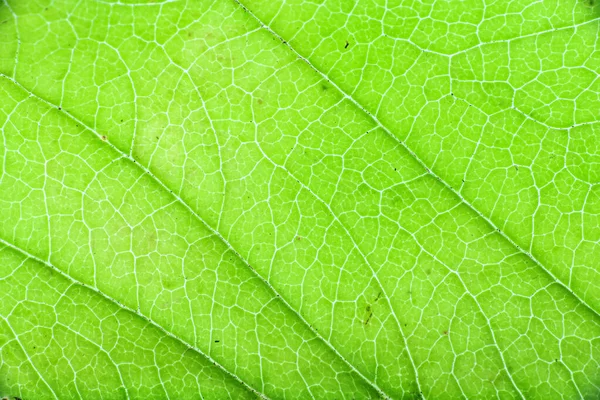 Крупный план текстуры зеленого листа дерева — стоковое фото