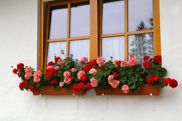 Beautiful geranium on the window of a rural house — ストック写真