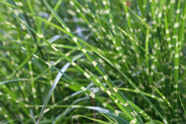 Green grass, whose leaves have white layers — Stock Photo, Image