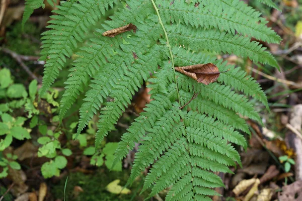 Lindas folhas de samambaia na floresta de outono — Fotografia de Stock