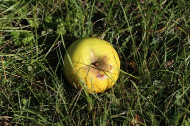 Yeşil elma ağaçtan çimenlere düştü.