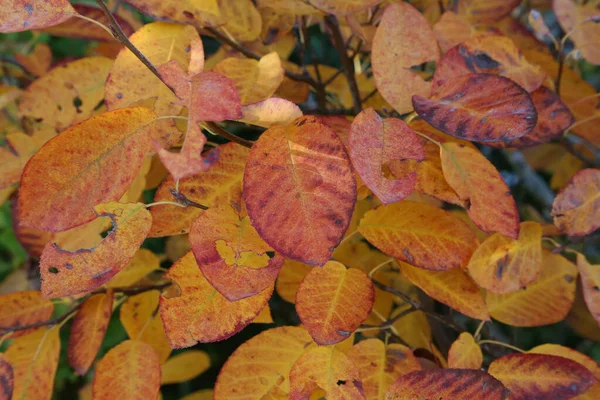 Rot-gelbe Blätter im herbstlichen Wald — Stockfoto