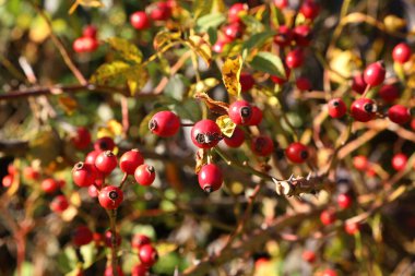 Briar, doğadaki vahşi kuşburnu çalı