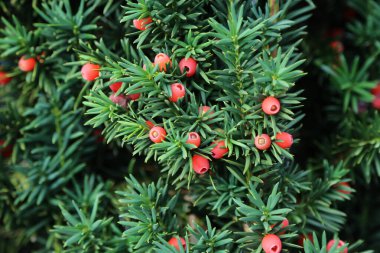 Taxus baccata Avrupa porsuğu kozalaklı çalıdır.