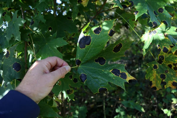 Czarna łatka na liściach klonu — Zdjęcie stockowe