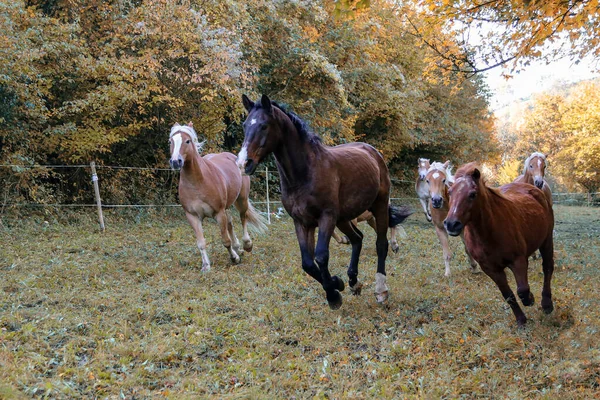 Konie - piękne konie galopują po zielonej trawie — Zdjęcie stockowe