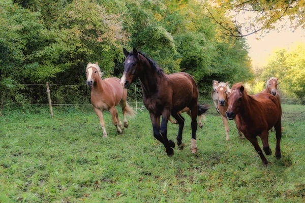 Cavalos - Belos cavalos galopam ao longo da grama verde — Fotografia de Stock