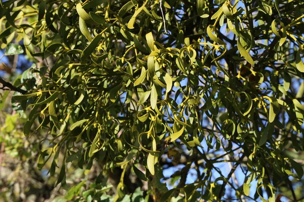 Arbusti emiparassitari di vischio sui rami degli alberi — Foto Stock
