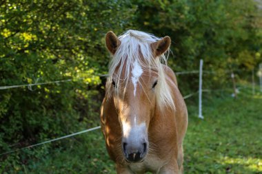 güzel haflinger at baş portre padok üzerinde