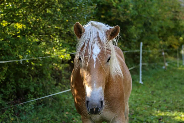 Belo haflinger cavalo cabeça retrato no paddock — Fotografia de Stock