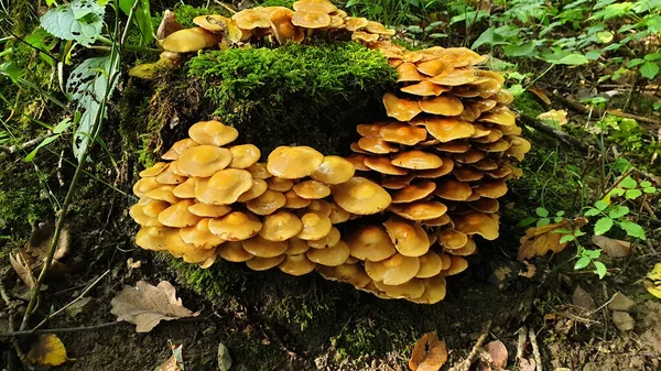 Setas del bosque amarillo crecieron alrededor de un tocón — Foto de Stock