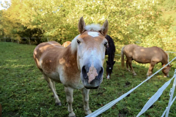 Haflinger piękny koń głowy portret na padoku — Zdjęcie stockowe