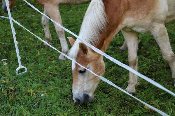 Belo haflinger cavalo cabeça retrato no paddock — Fotografia de Stock
