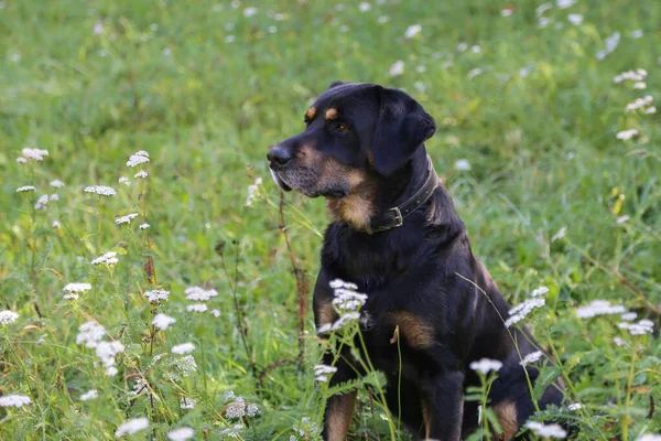 Cão preto senta-se na grama alta — Fotografia de Stock