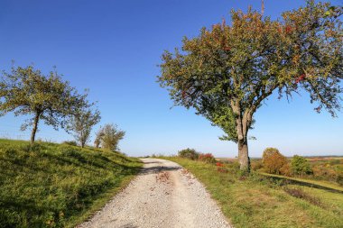 Ağaçları ve bir yol ile sonbahar manzara