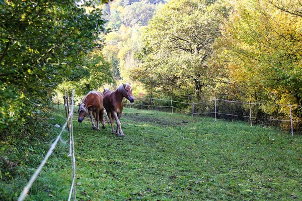 Bellissimi cavalli haflinger stare nel paddock — Foto Stock