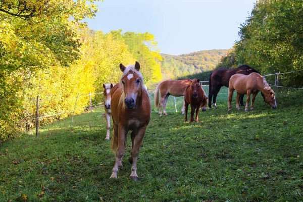 Belos cavalos haflinger estão no paddock — Fotografia de Stock