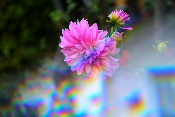 Die Blüte der Dahlien durch das dreieckige Prisma — Stockfoto