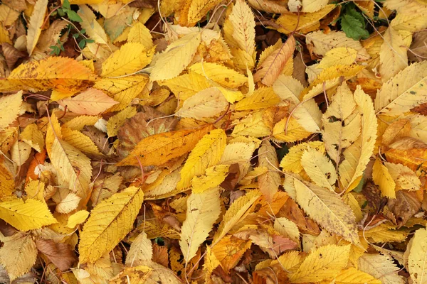 Feuilles d'automne jaunes reposent sur le sol — Photo