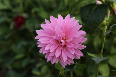 Parkta Güzel Renk Dalia Çiçek