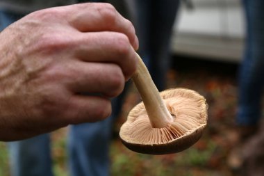 Mikolojist çeşitli orman mantarları hakkında gösteri yapar ve konuşur.
